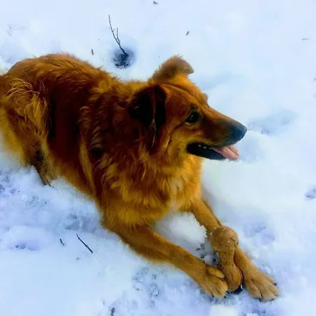 Гостевой дом Alt Pirineu